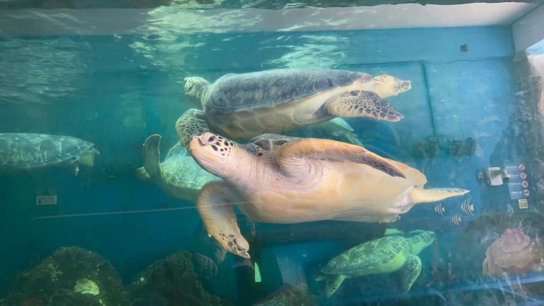 The Ultimate Guide to Green Sea Turtles: Swimming with Giants