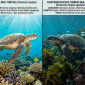comparison-image-of-green-sea
