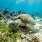 picture-of-a-green-sea